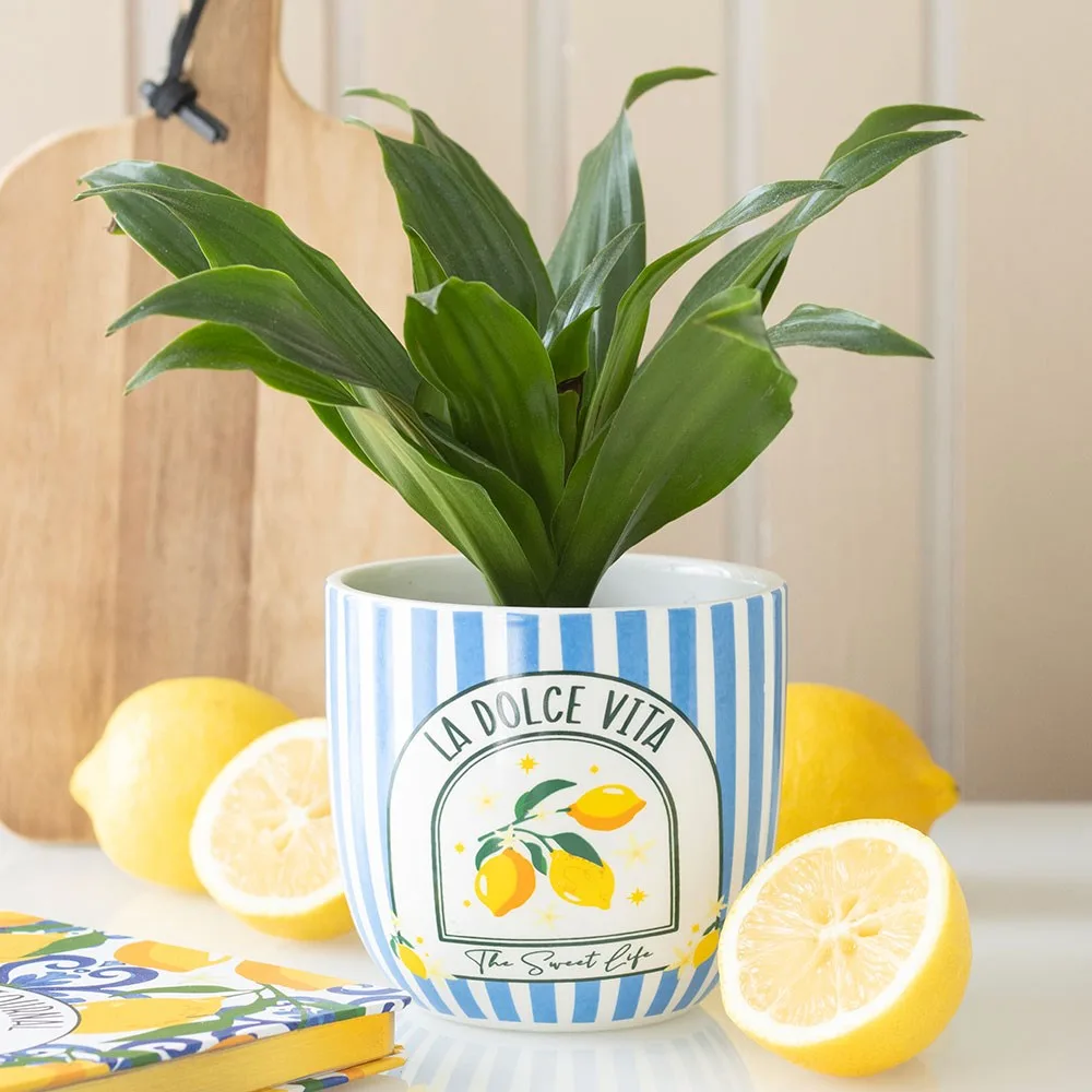 Blue Striped La Dolce Vita Plant Pot Blue Striped La Dolce Vita Plant Pot